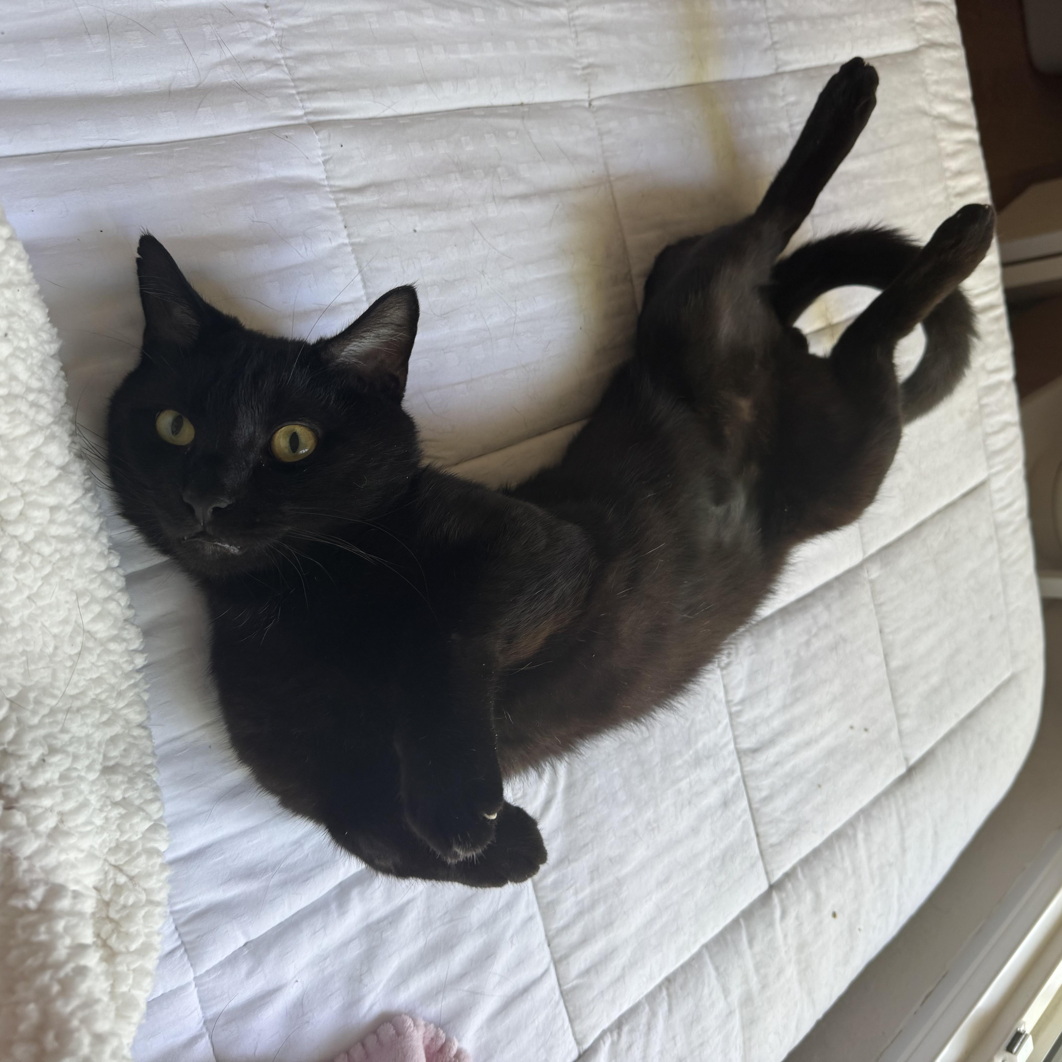 Panther Boo, a Adoptable Domestic Short Hair in Hartford, CT image 3/5