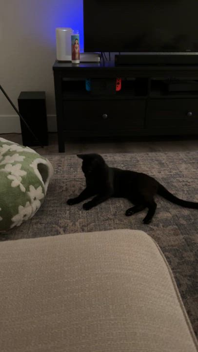 Enlarge Panther Boo, a Adoptable Domestic Short Hair in Hartford, CT video 4/5