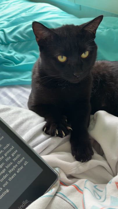 Enlarge Panther Boo, a Adoptable Domestic Short Hair in Hartford, CT video 5/5