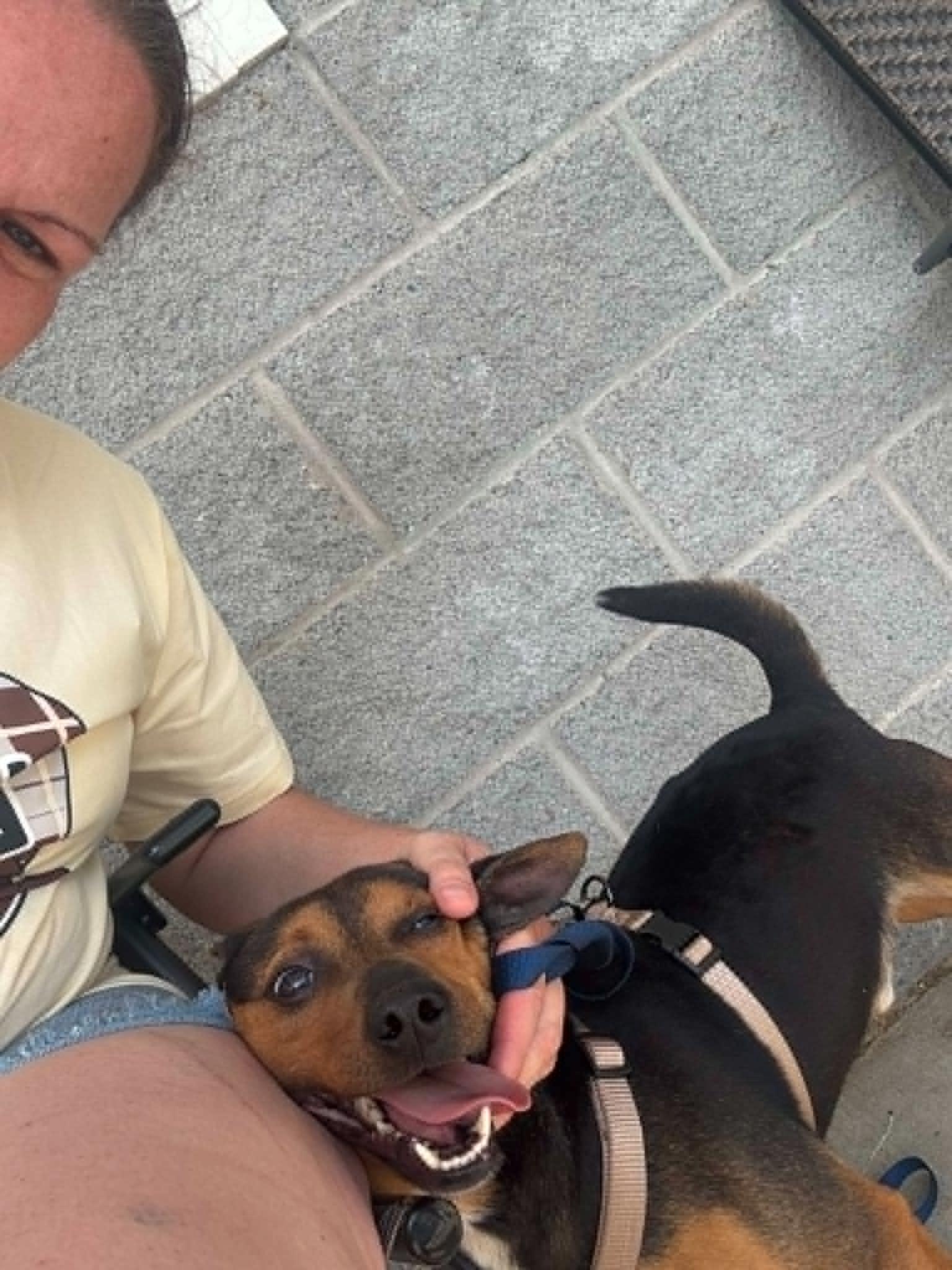 Enlarge Goofy, a Adopted mixed breed in Fayetteville, WV image 1/4