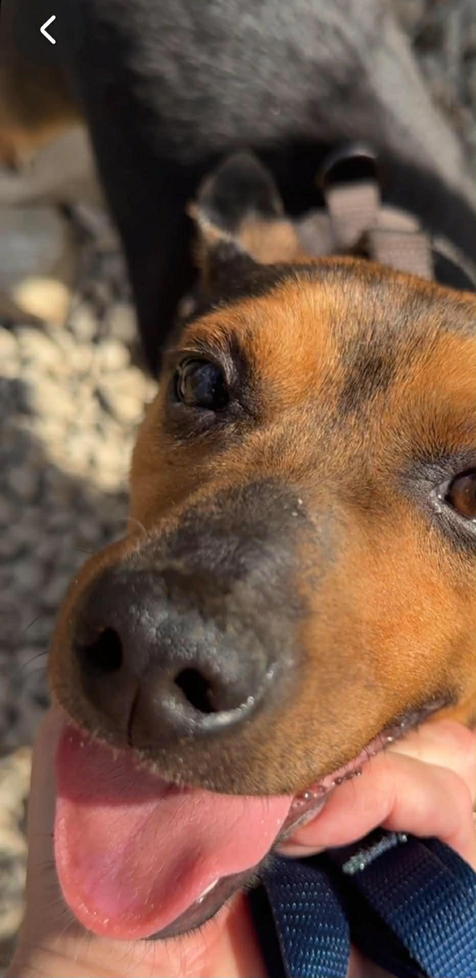 Enlarge Goofy, a Adopted mixed breed in Fayetteville, WV image 2/4
