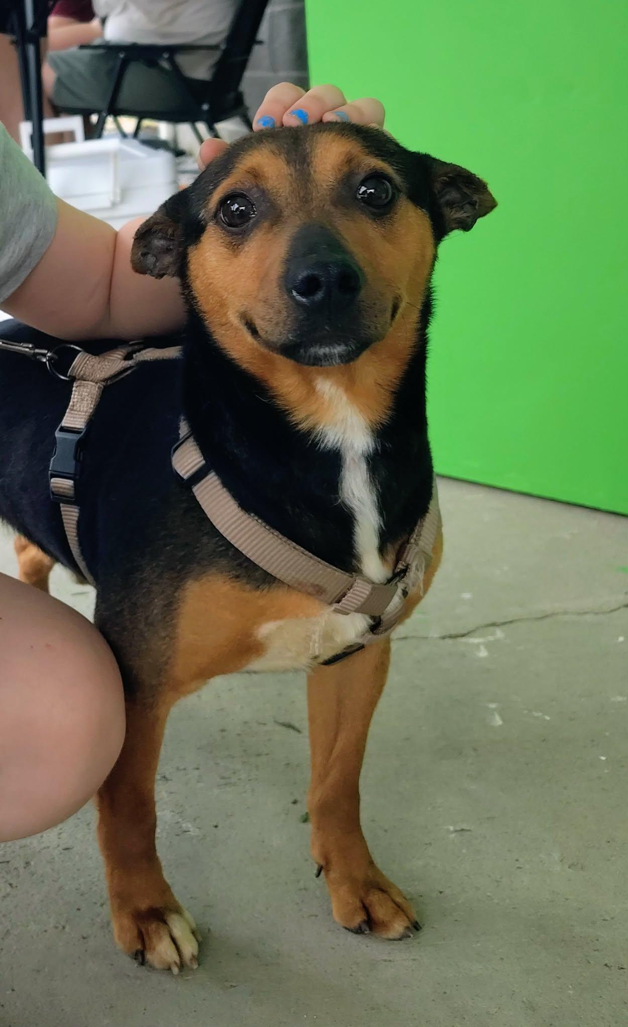 Enlarge Goofy, a Adopted mixed breed in Fayetteville, WV image 3/4
