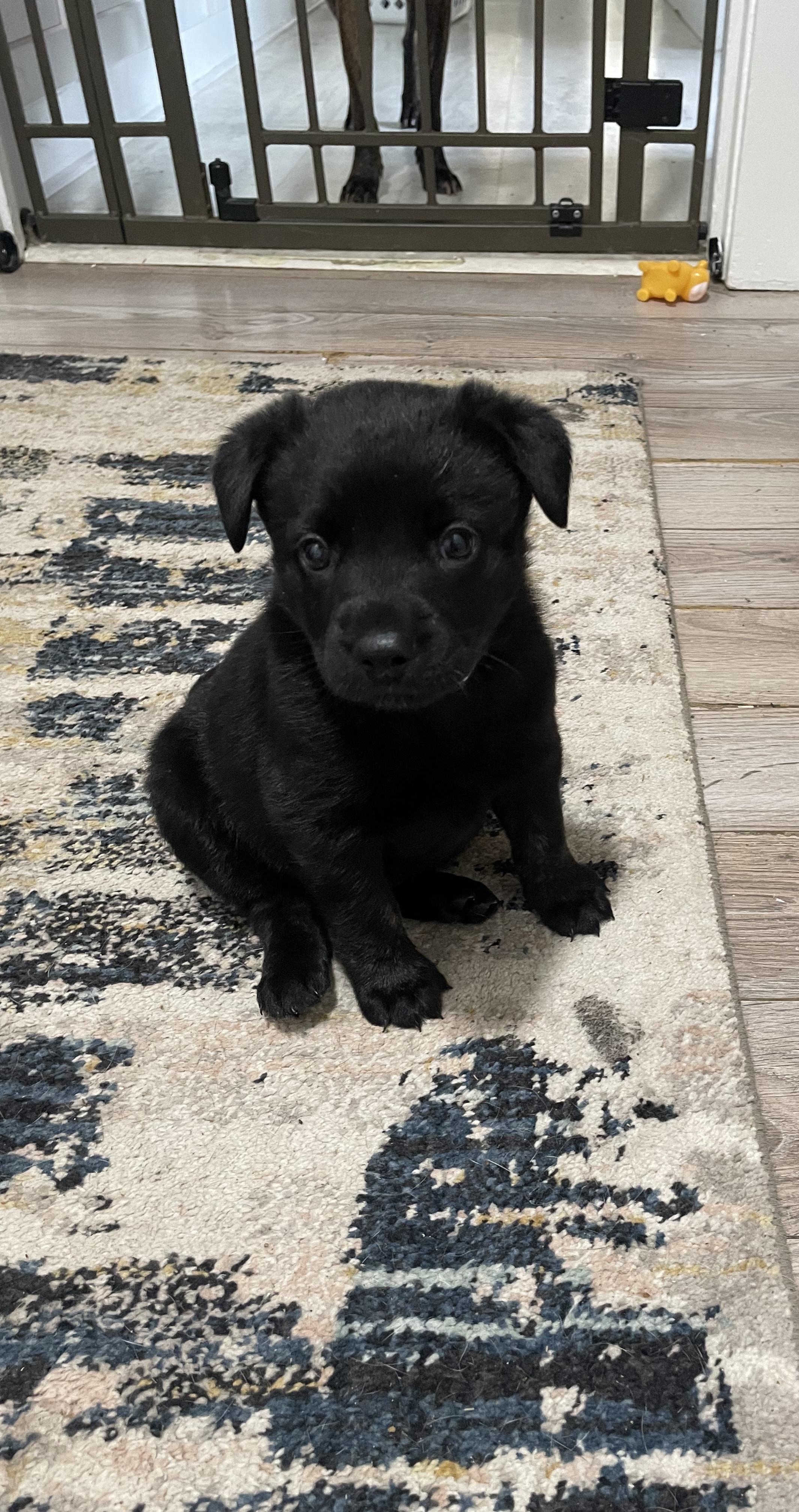 Enlarge M’Lynn, a Adoptable mixed breed in Walker, LA image 1/2