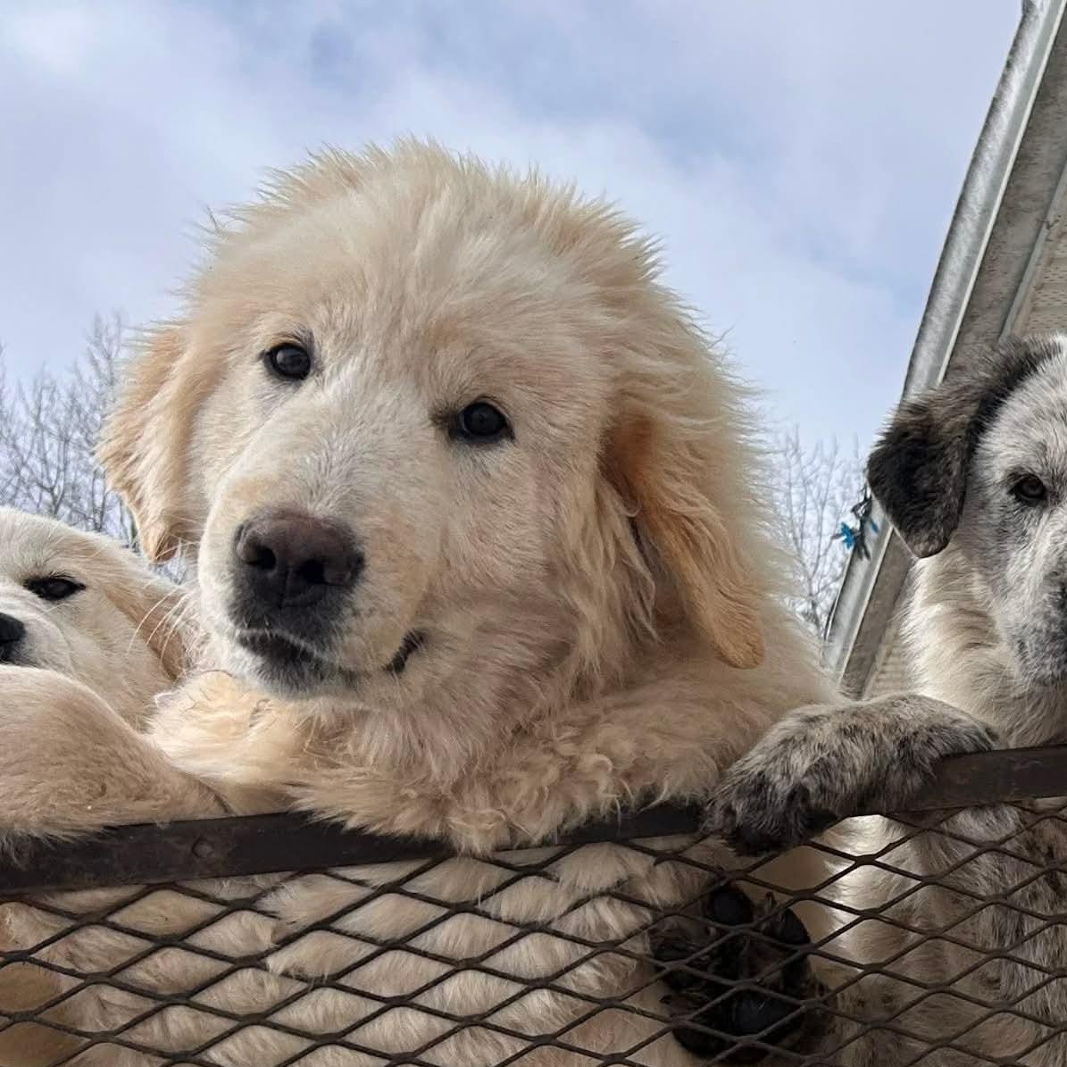 Bones, ADOPTABLE, Puppy Male Great Pyrenees.