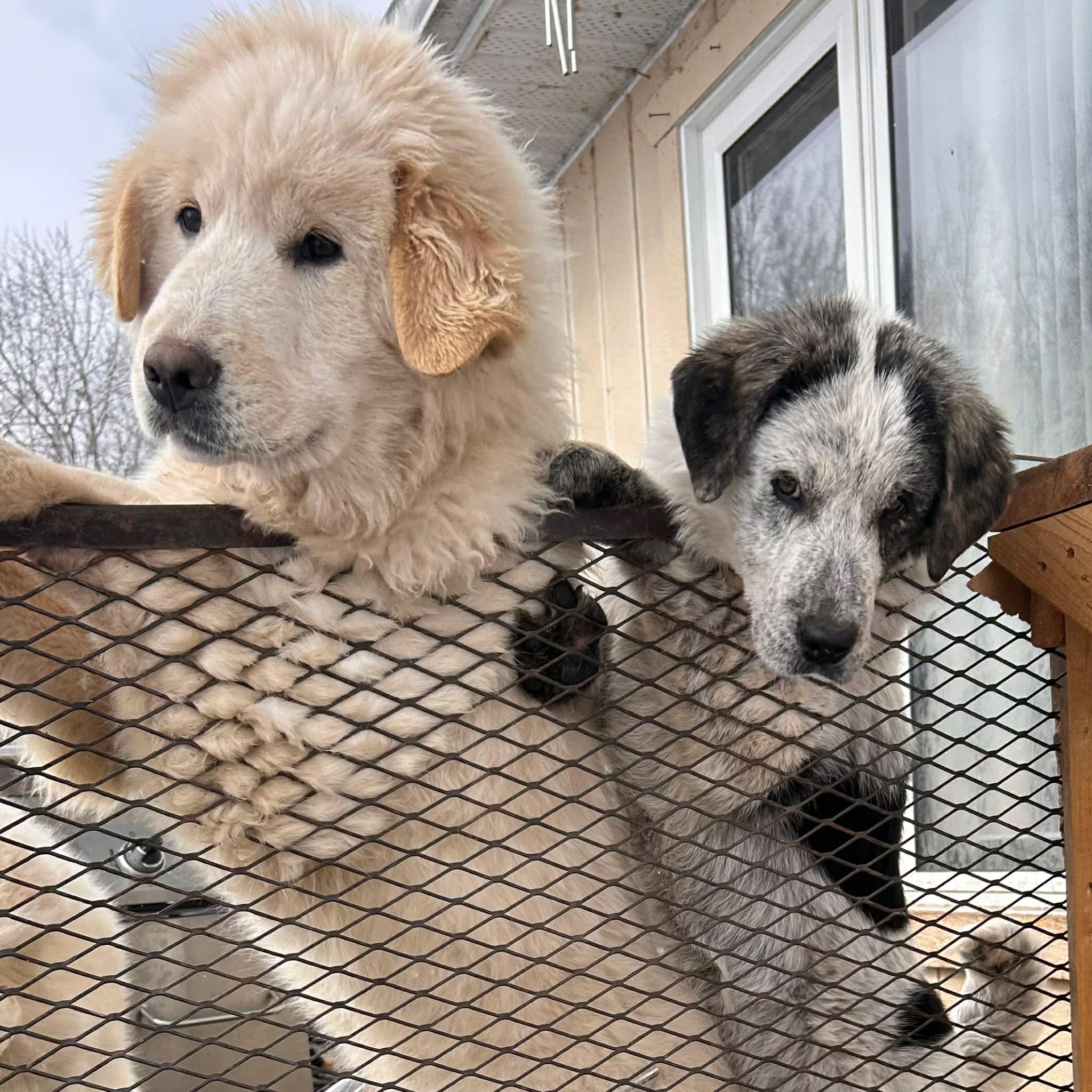Enlarge Bones, a ADOPTABLE mixed breed in Edmonton, AB image 3/3