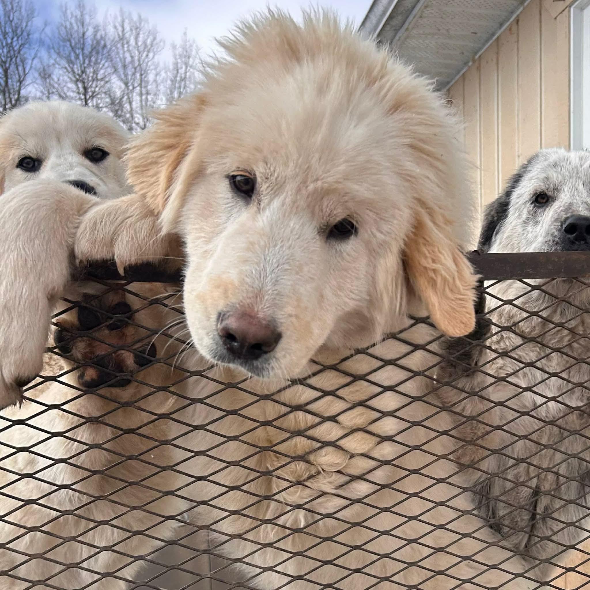 Enlarge Bones, a ADOPTABLE mixed breed in Edmonton, AB image 2/3