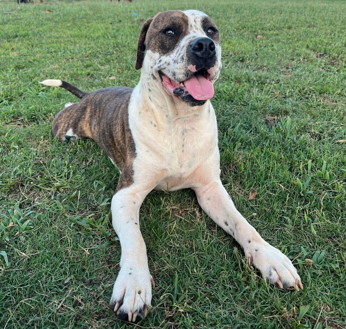 Spritz, ADOPTABLE, Adult Male American Staffordshire Terrier & Pit Bull Terrier.