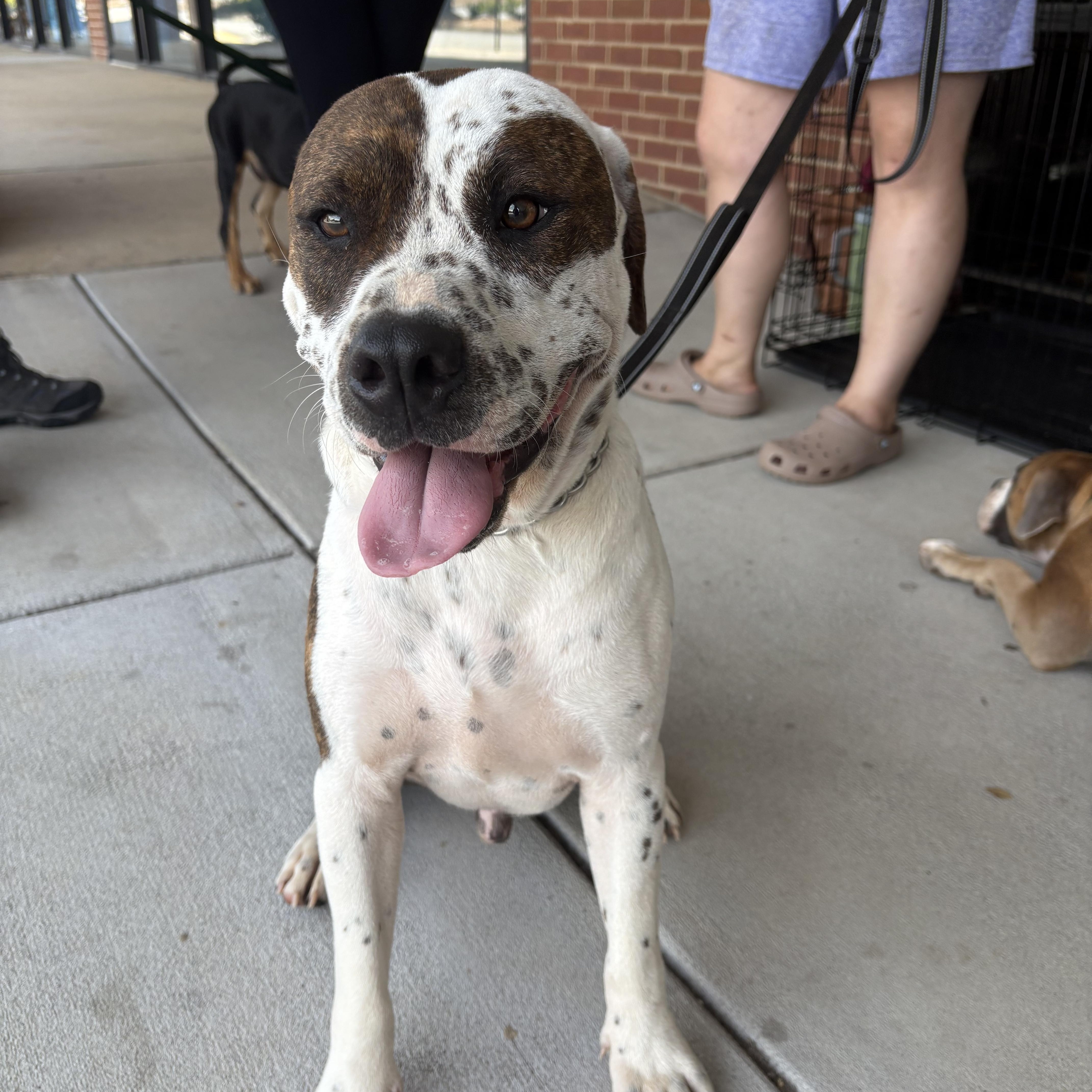 Spritz, a ADOPTABLE mixed breed in Williamston, SC image 3/5