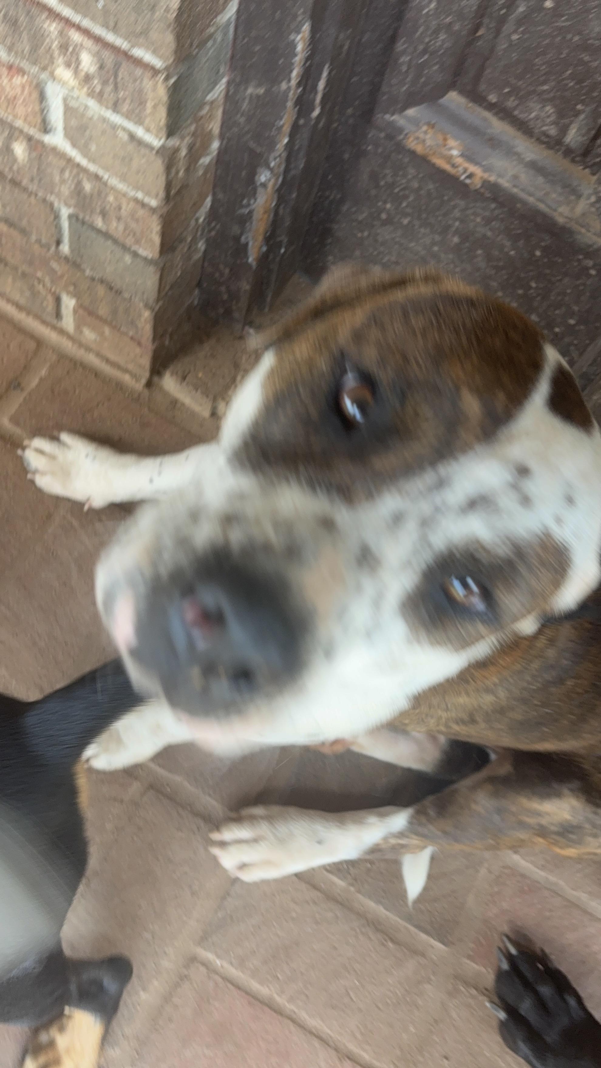 Spritz, a ADOPTABLE mixed breed in Williamston, SC image 5/5