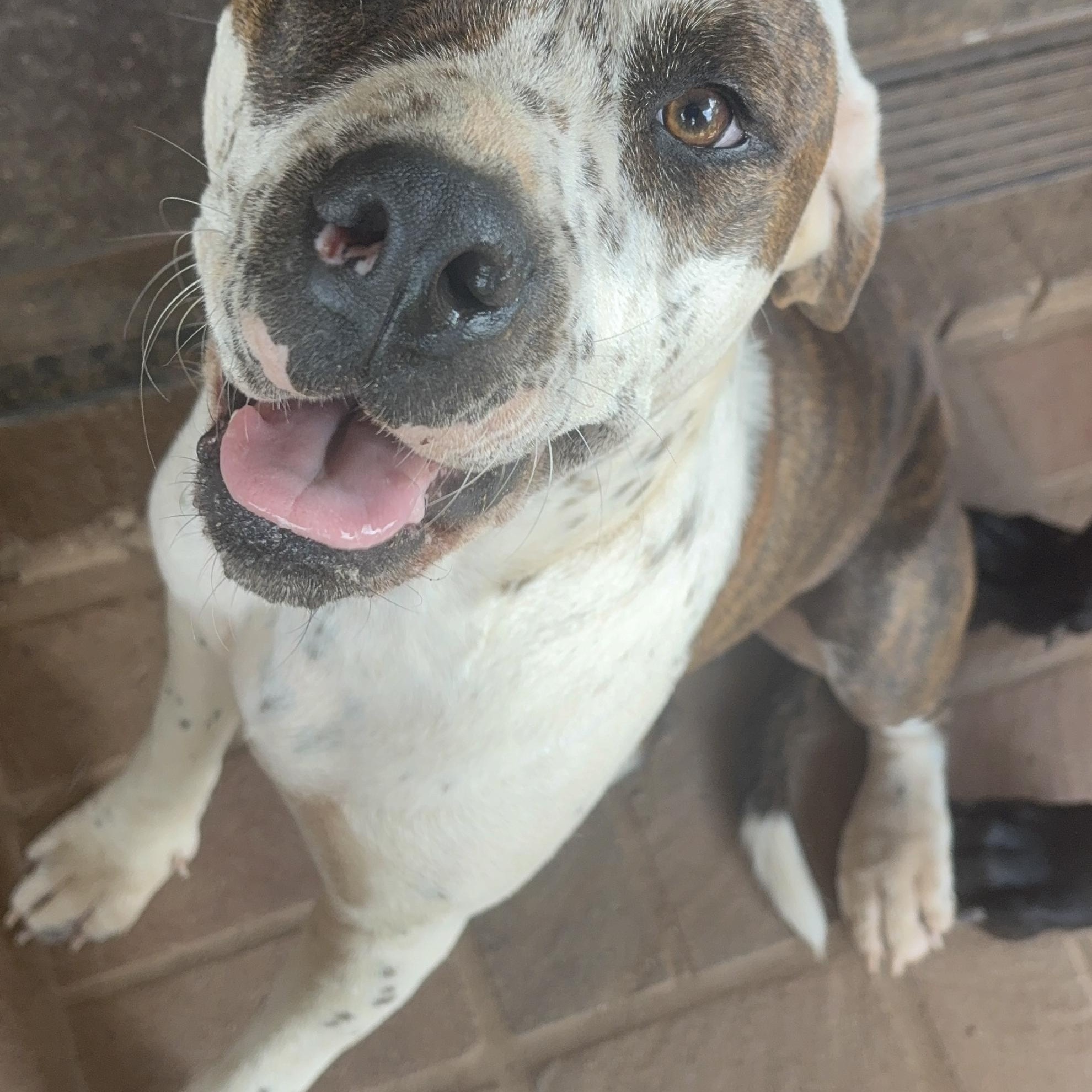 Spritz, a ADOPTABLE mixed breed in Williamston, SC image 2/5