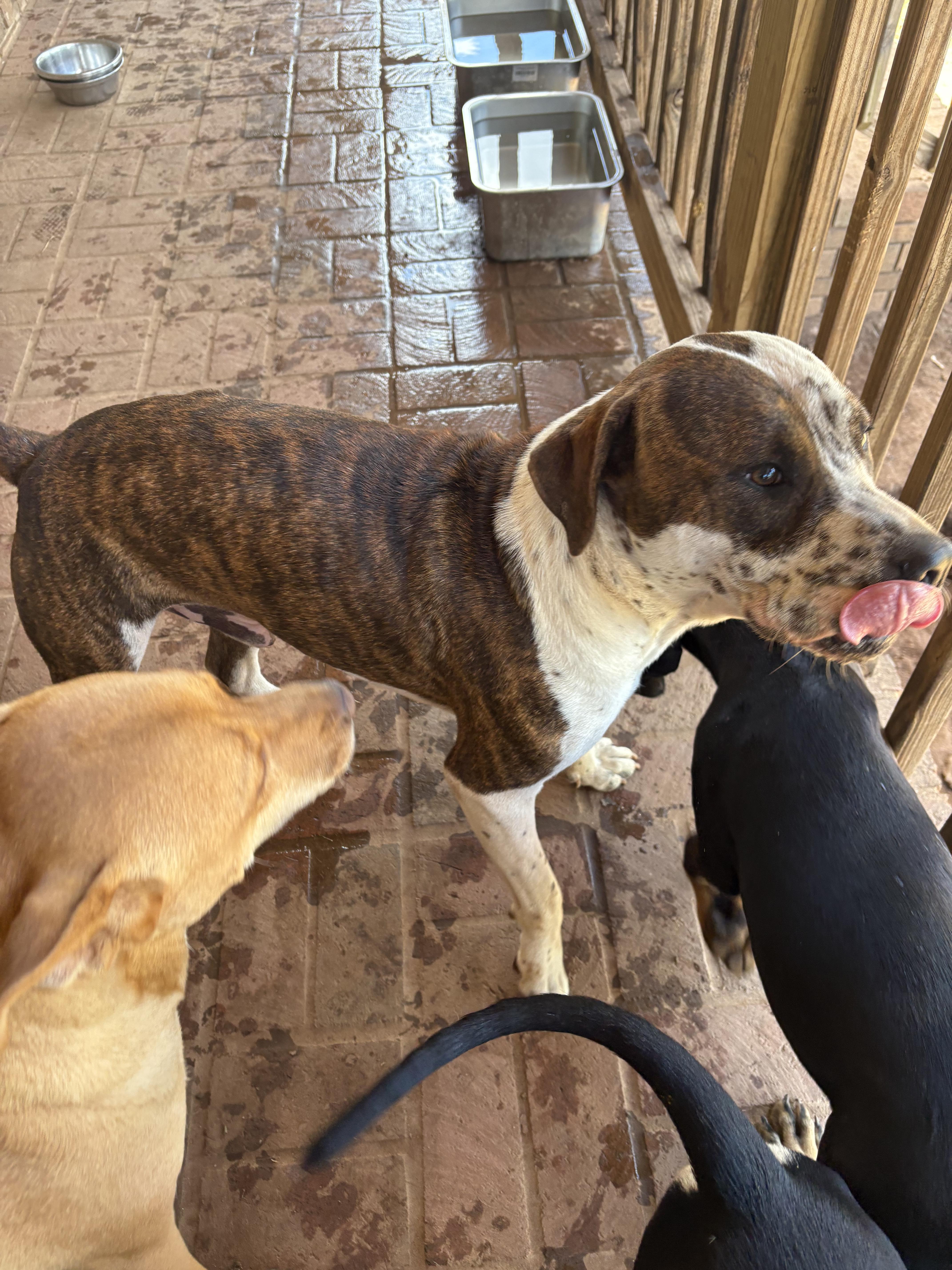 Spritz, a ADOPTABLE mixed breed in Williamston, SC image 4/5