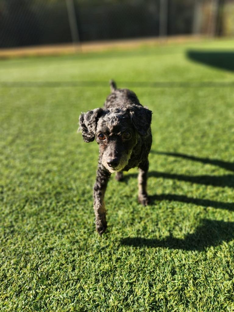 Mee-Maw, Adoptable, Senior Female Poodle.