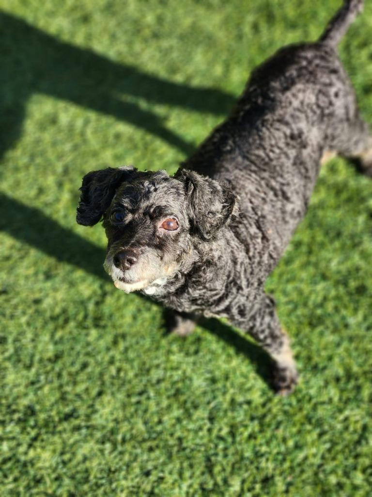 Enlarge Mee-Maw, a Adoptable Poodle in Madison, GA image 2/2