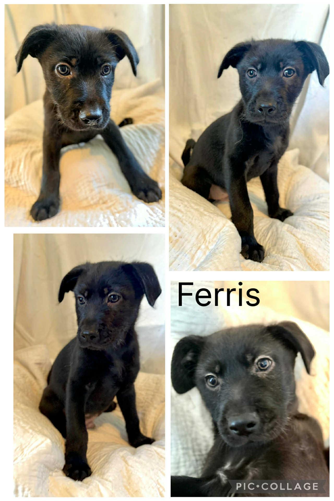 Ferris, ADOPTABLE, Puppy Male Labradoodle & Labrador Retriever.