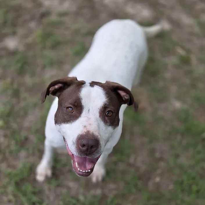 Enlarge Maggie, a Adoptable mixed breed in Madison, MS image 1/1