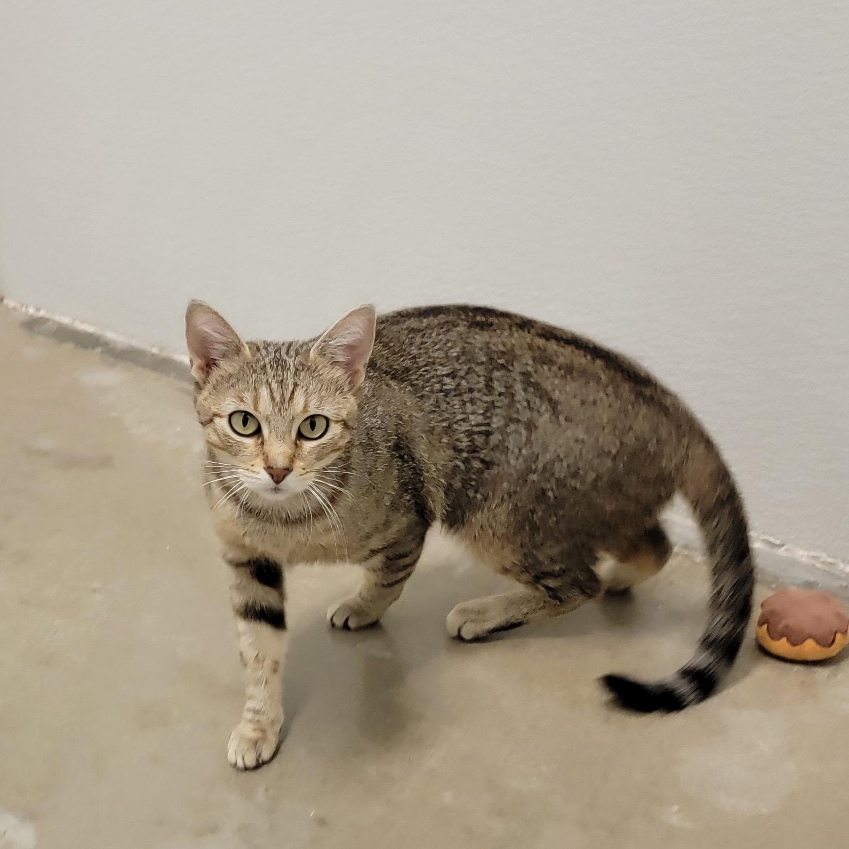 Enlarge LOLA, a ADOPTABLE mixed breed in Wilmington, OH image 4/5