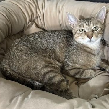 Enlarge LOLA, a ADOPTABLE mixed breed in Wilmington, OH image 2/5