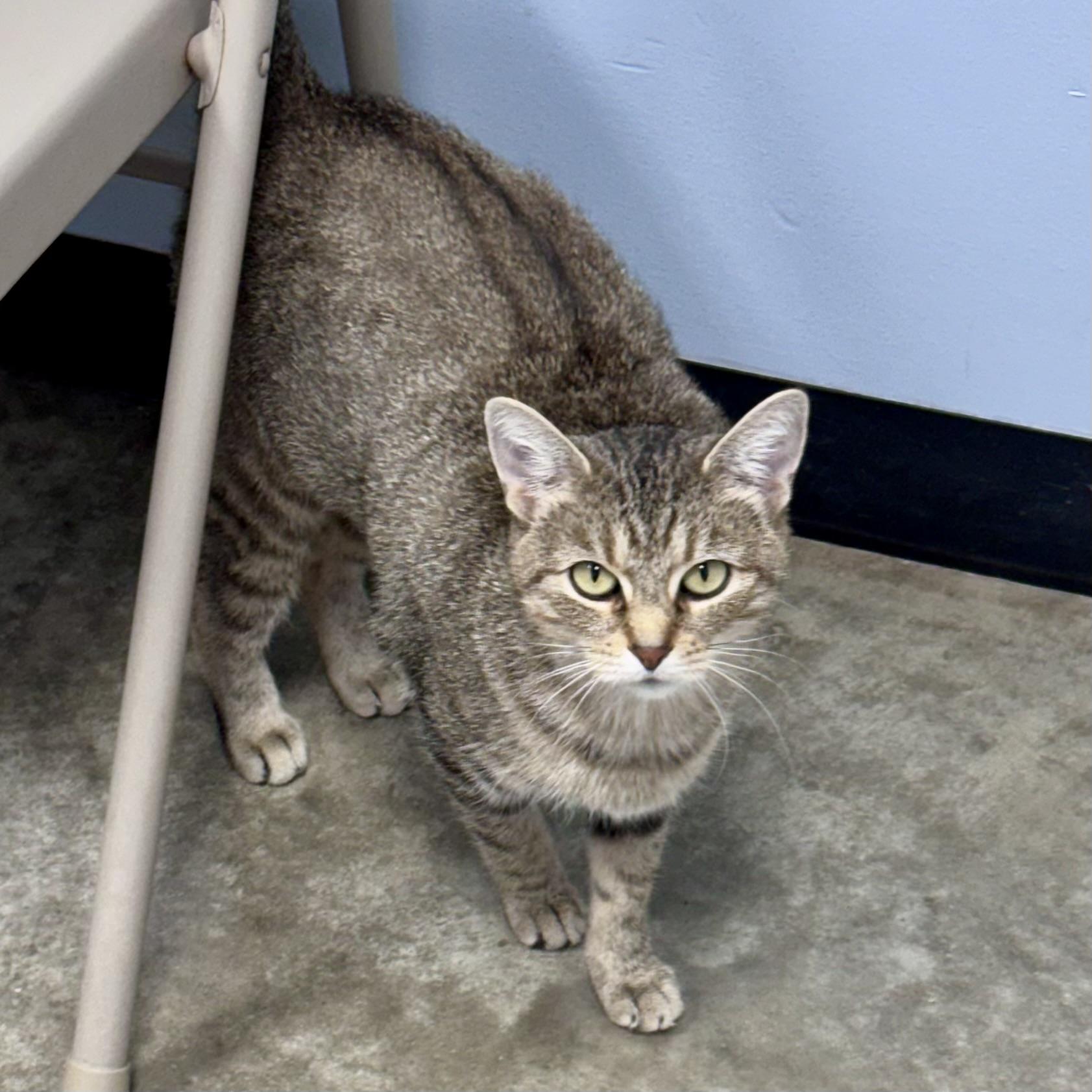 Enlarge LOLA, a Adoptable mixed breed in Wilmington, OH image 2/5