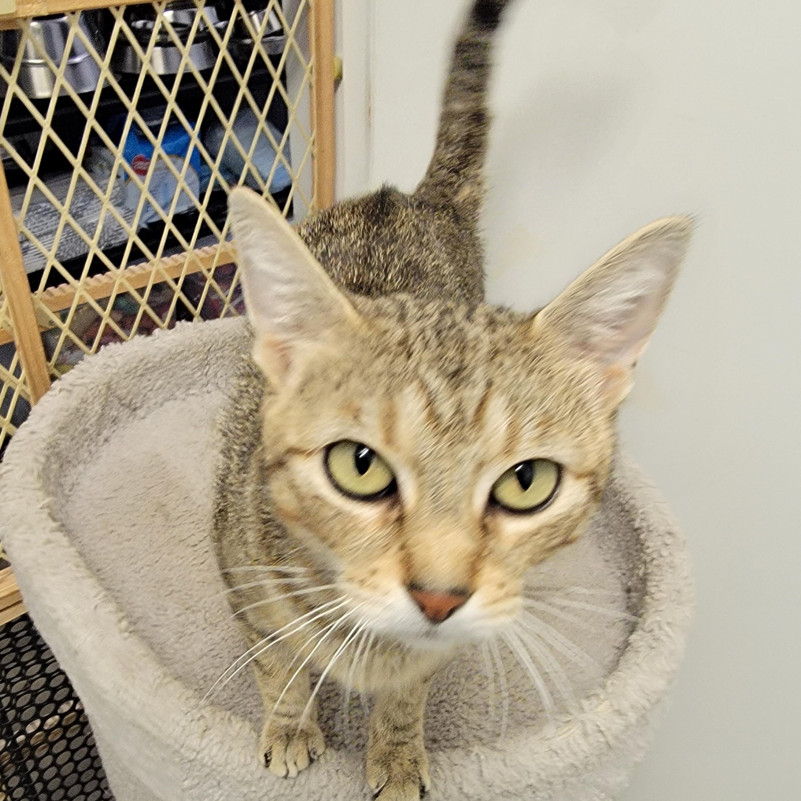 Enlarge LOLA, a ADOPTABLE mixed breed in Wilmington, OH image 1/5
