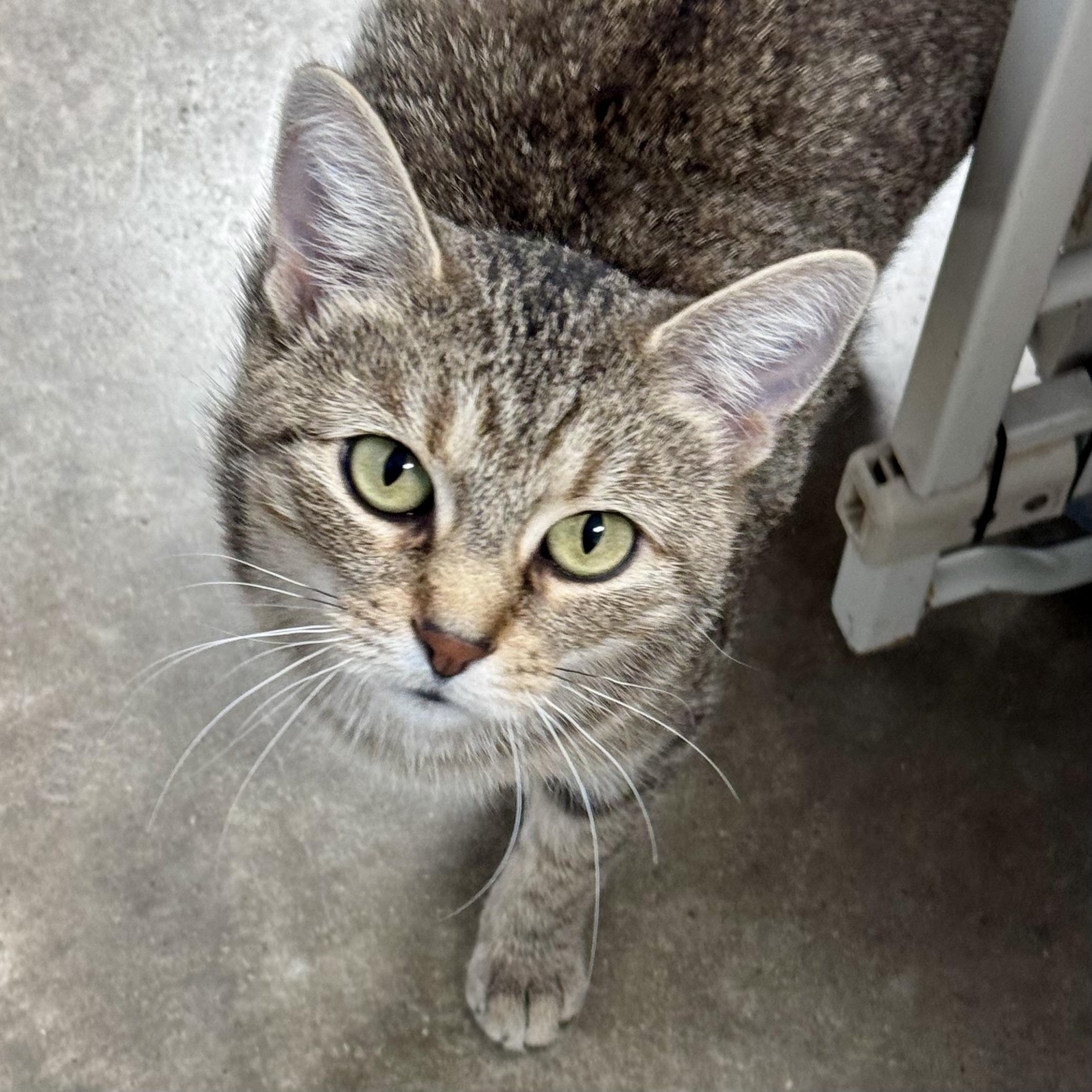 Enlarge LOLA, a Adoptable mixed breed in Wilmington, OH image 1/5