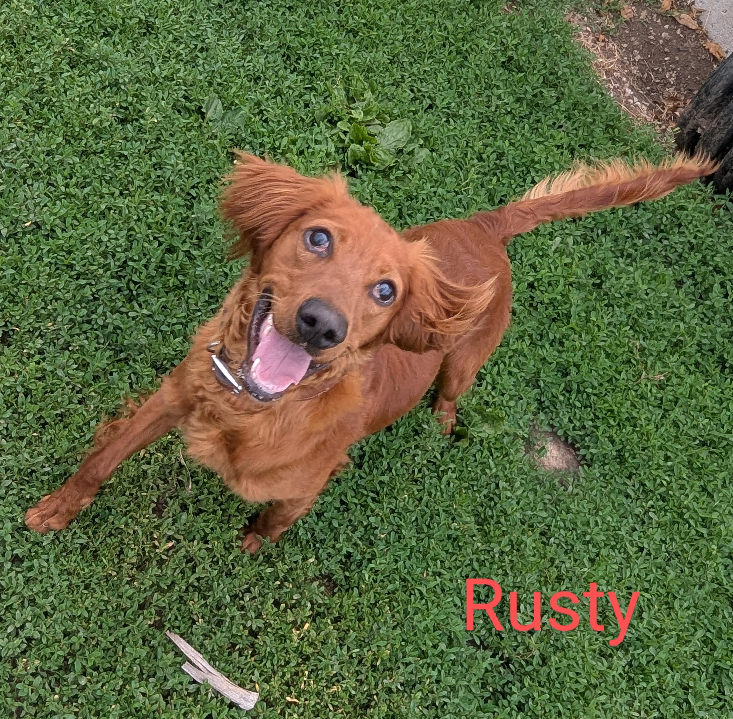 Enlarge Rusty, a Adopted Irish Setter in Falls City, NE image 1/3
