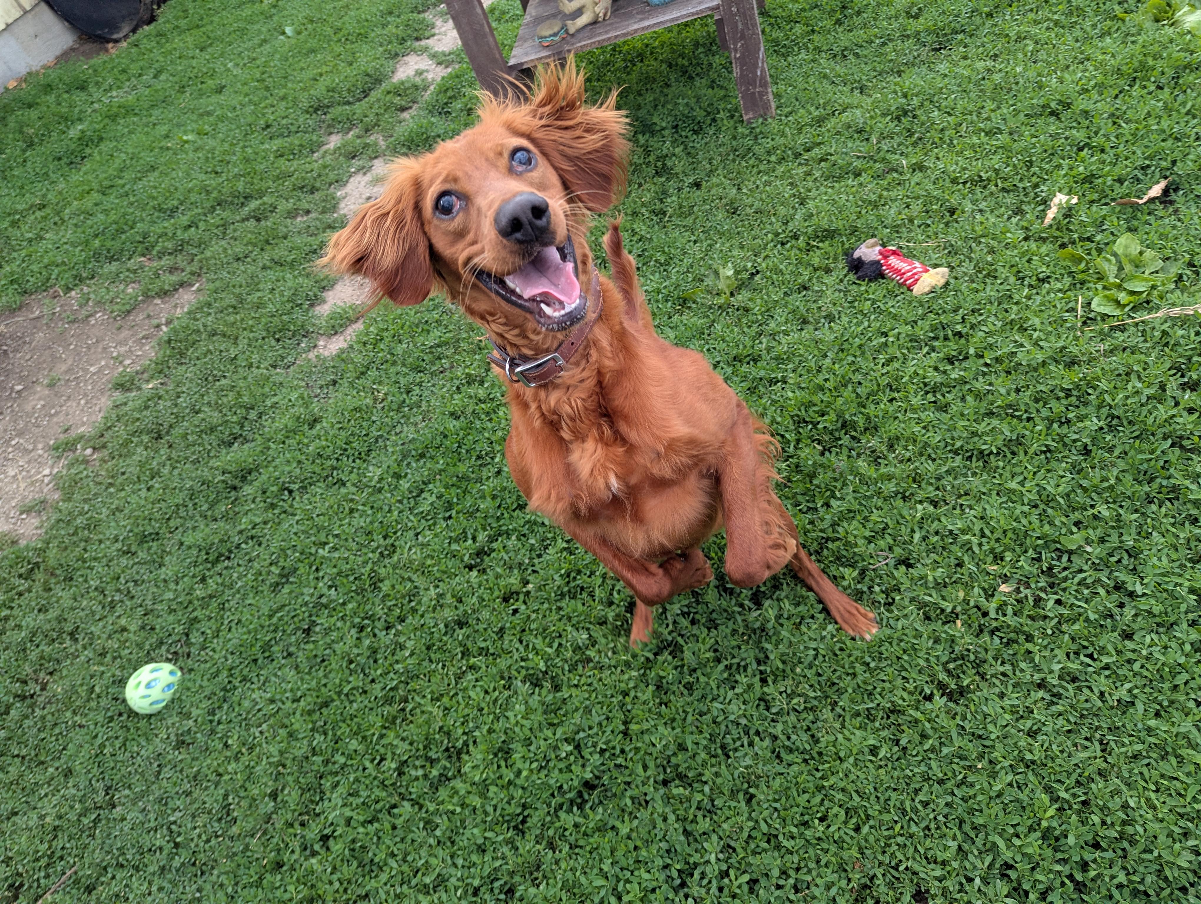 Enlarge Rusty, a Adopted Irish Setter in Falls City, NE image 3/3