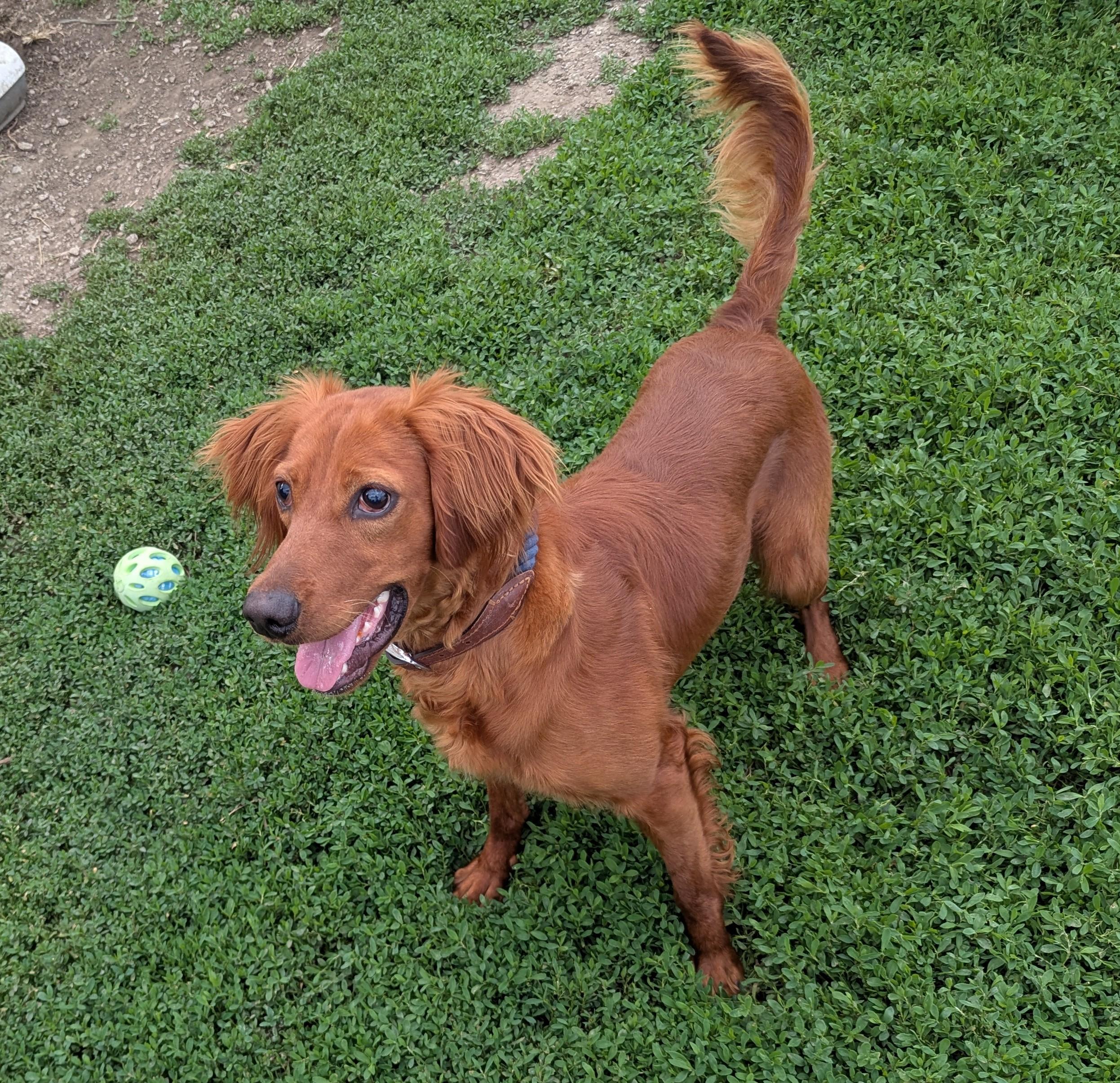 Enlarge Rusty, a Adopted Irish Setter in Falls City, NE image 2/3