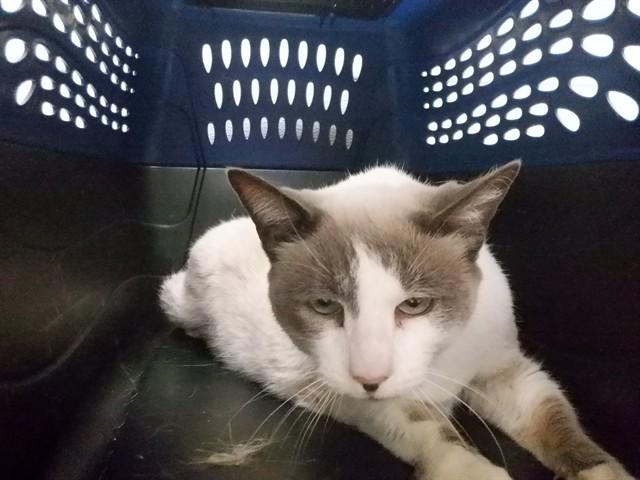 Enlarge JAZMIN, a Adoptable Siamese in Oroville, CA image 1/1