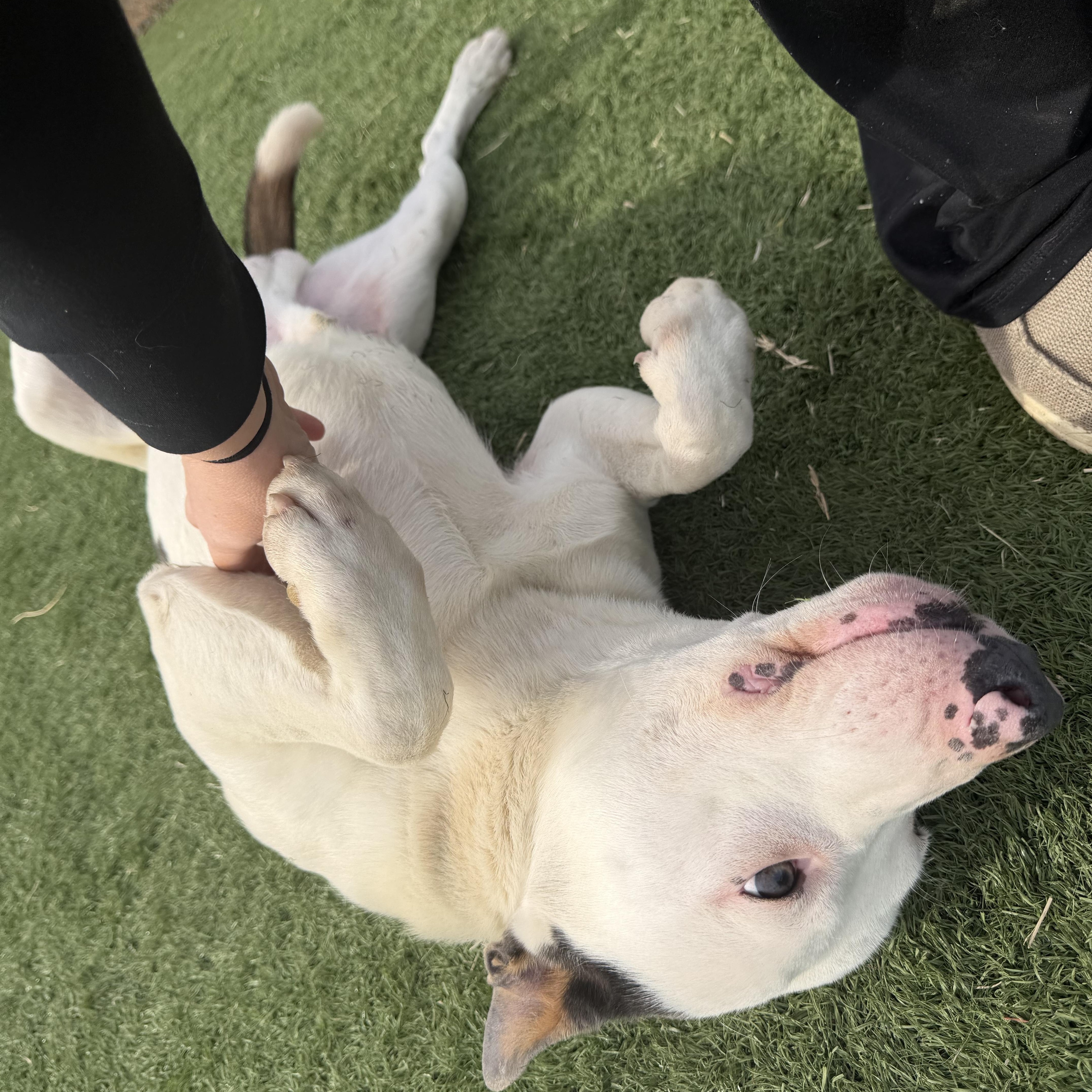 Enlarge Nash , a ADOPTABLE mixed breed in Albemarle, NC image 4/4