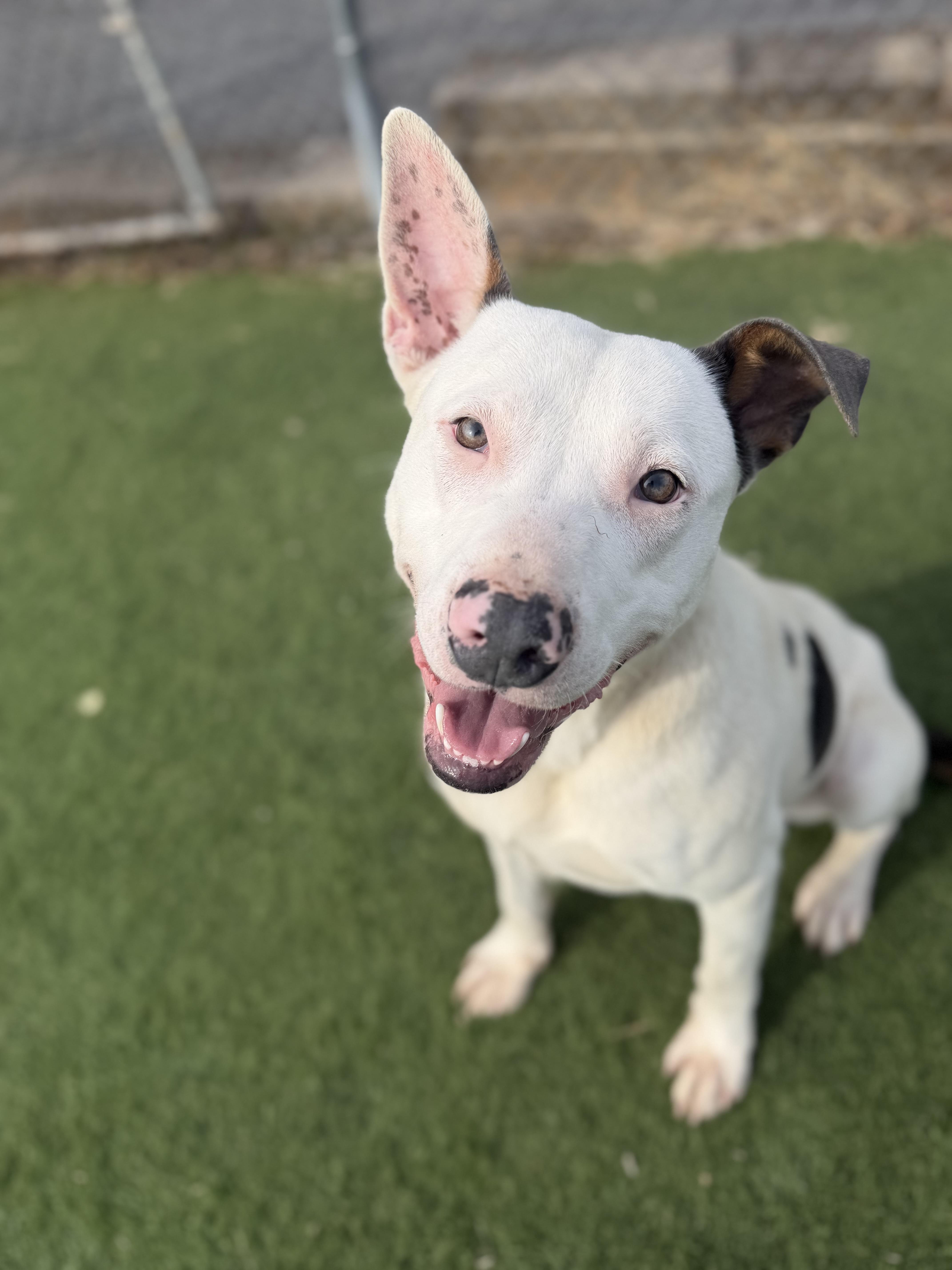 Nash , ADOPTABLE, Adult Male Pit Bull Terrier.