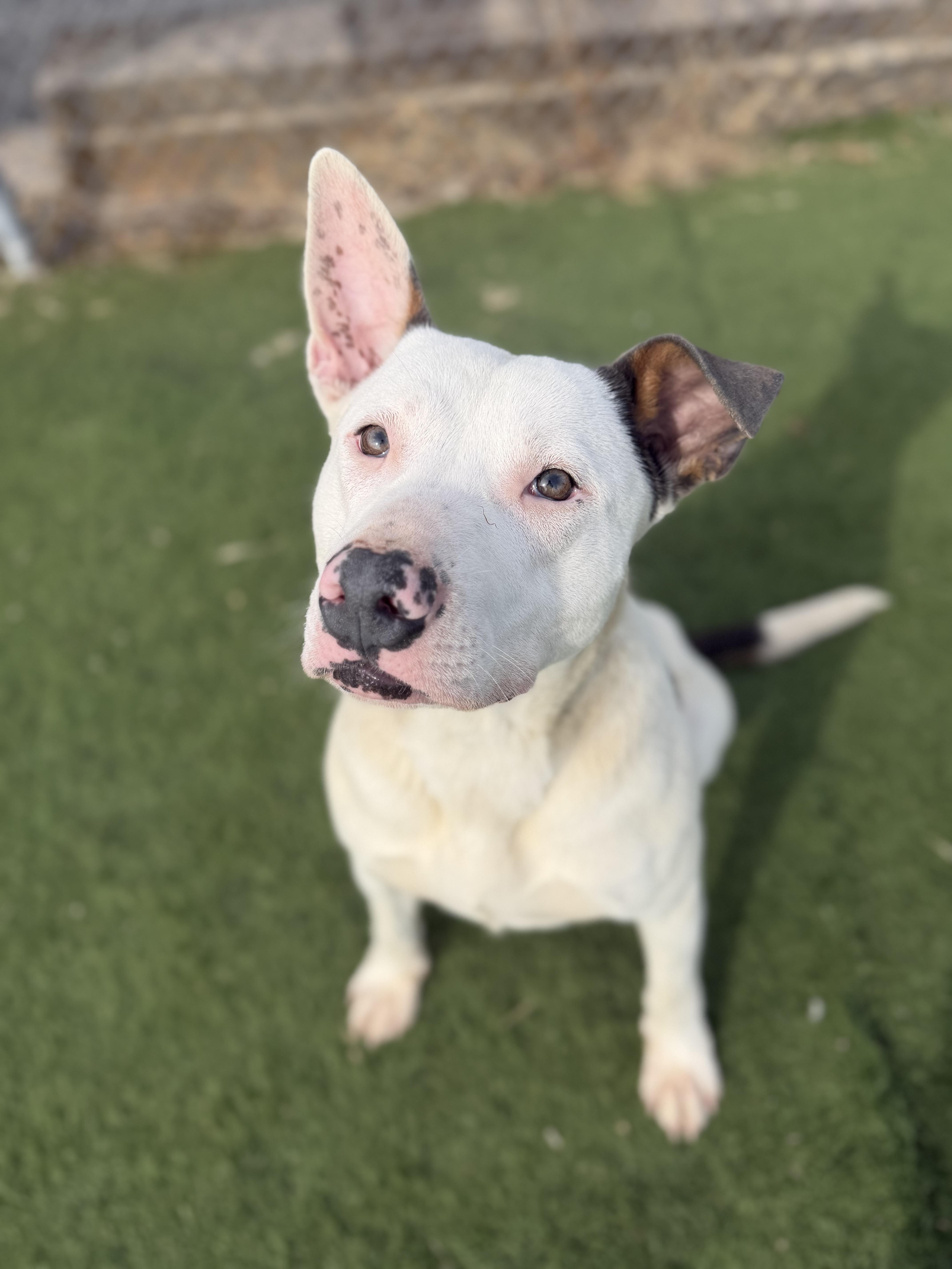 Enlarge Nash , a ADOPTABLE mixed breed in Albemarle, NC image 3/4