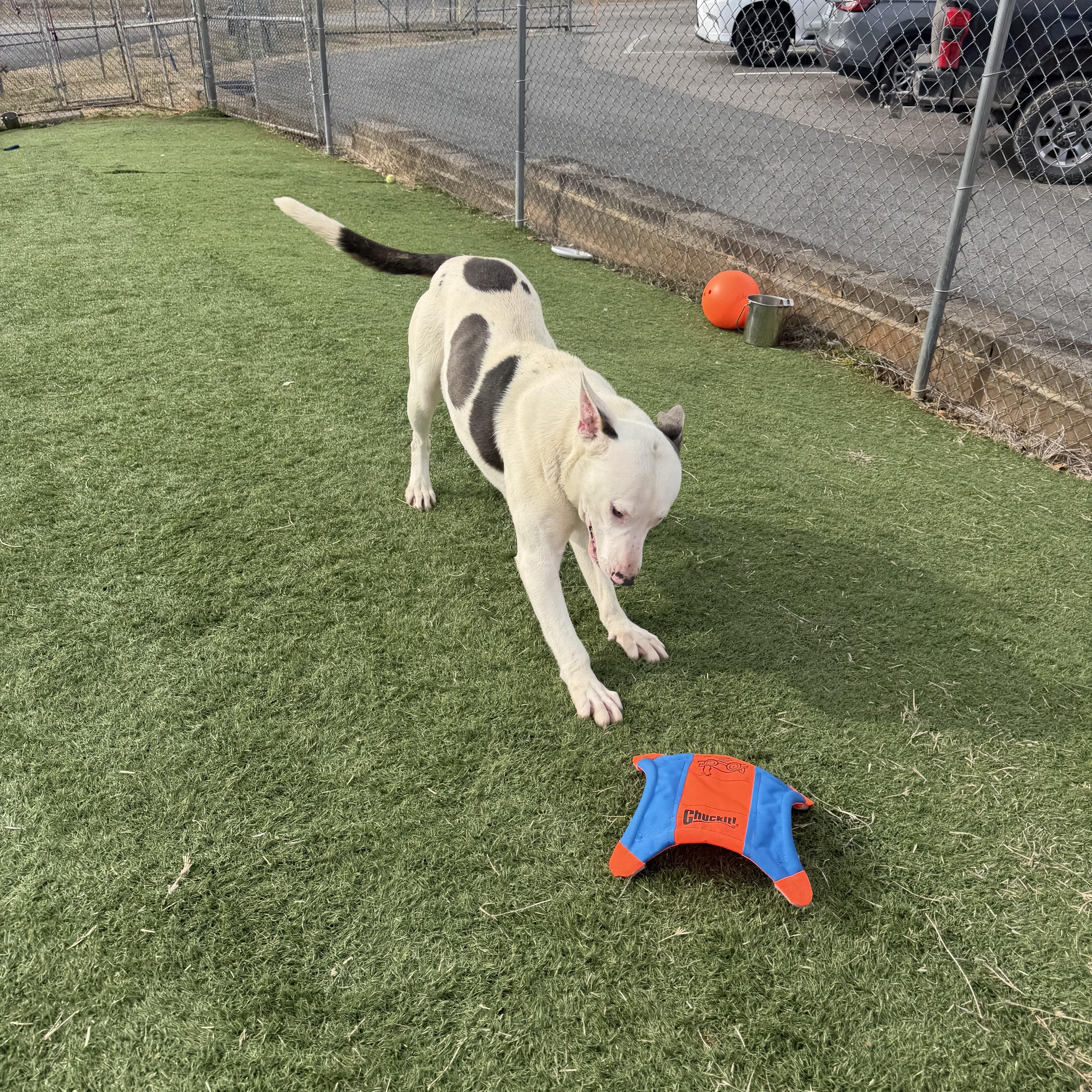 Enlarge Nash , a ADOPTABLE mixed breed in Albemarle, NC image 2/4