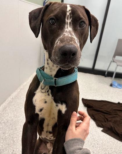 Bogie, Adoptable, Adult Male Pointer & Mixed Breed.