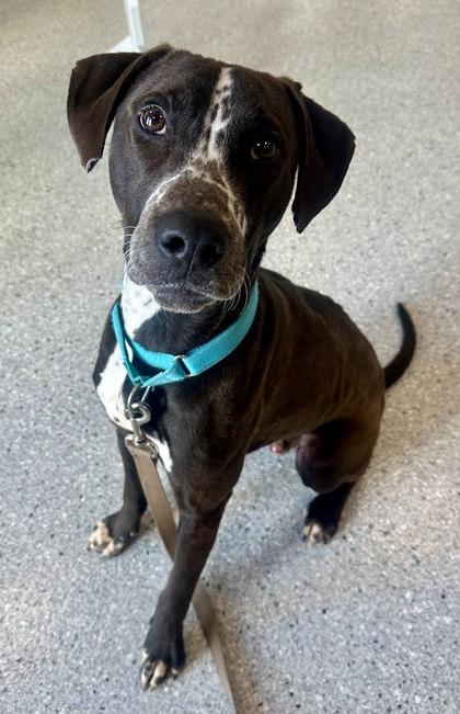 Bogie, Adoptable, Adult Male Pointer & Mixed Breed.