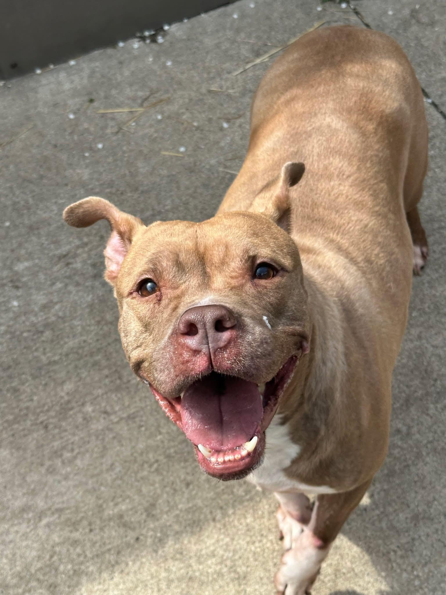 Enlarge Castine, a ADOPTABLE Pit Bull Terrier in Chicago, IL image 2/5