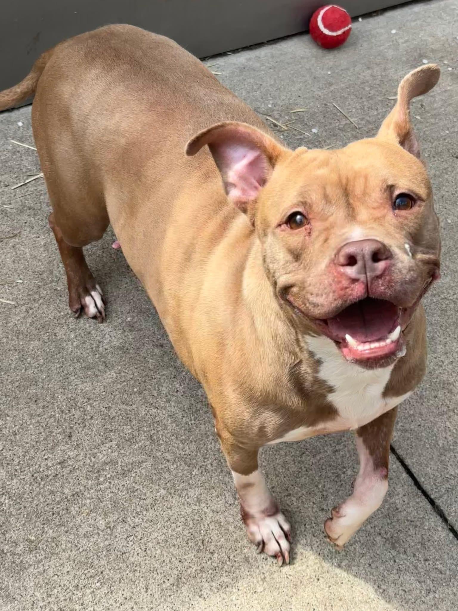 Enlarge Castine, a ADOPTABLE Pit Bull Terrier in Chicago, IL image 3/5