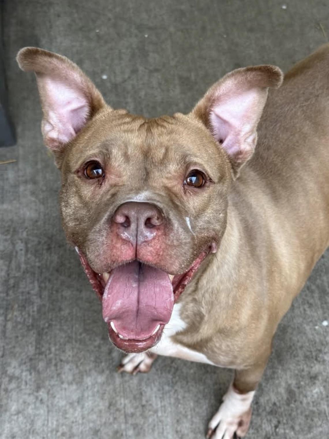 Castine, ADOPTABLE, Adult Female Pit Bull Terrier.