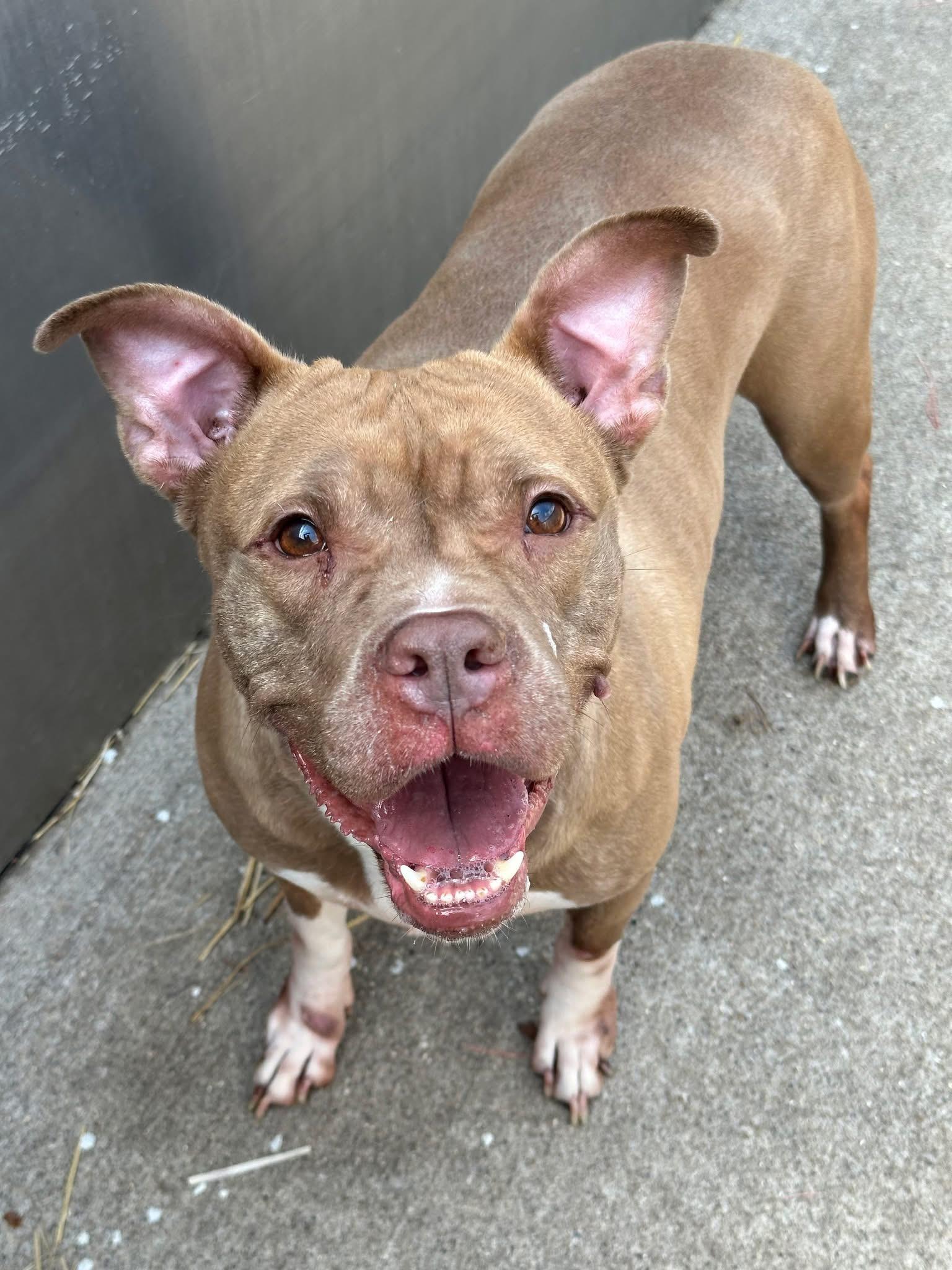 Enlarge Castine, a ADOPTABLE Pit Bull Terrier in Chicago, IL image 4/5