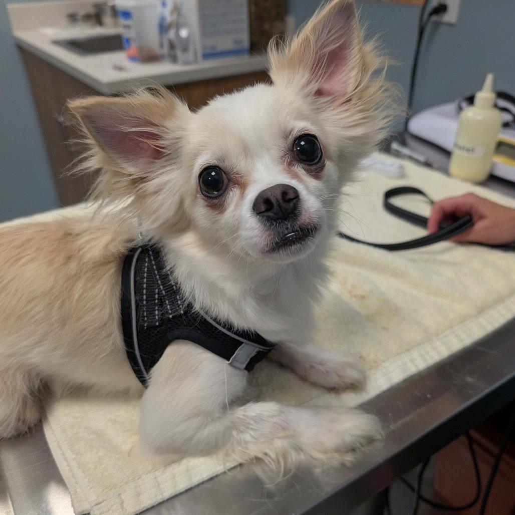 Zeus, Adopted, Adult Male Chihuahua.
