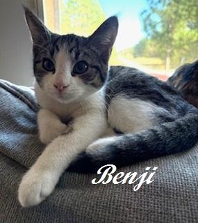 Benji