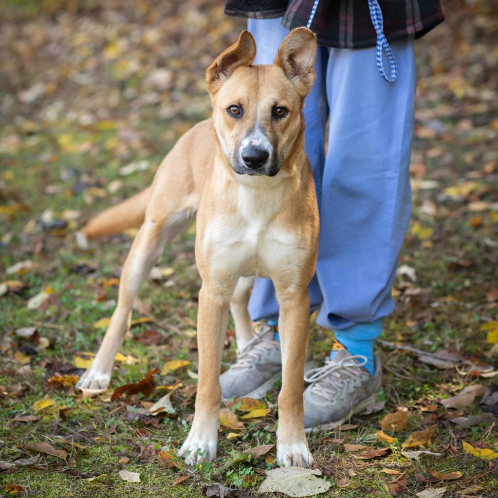 BILLYSUE-30276, a Adoptable mixed breed in Port Richey, FL image 2/2