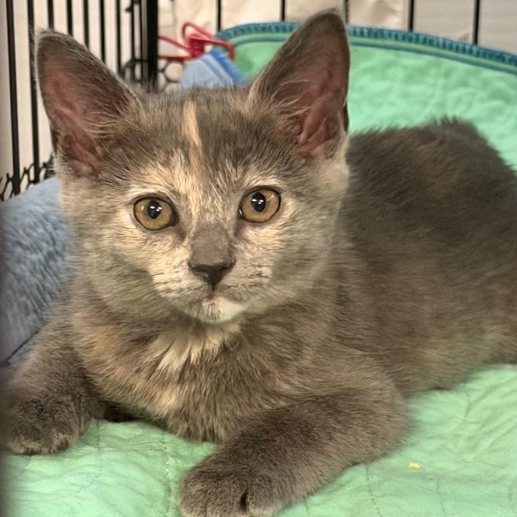 Safron, Adoptable, Kitten Female Domestic Short Hair.