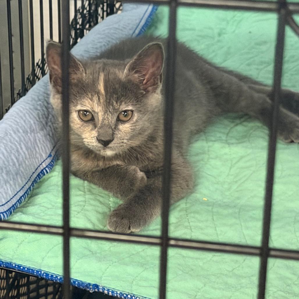 Enlarge Safron, a Adoptable Domestic Short Hair in HERNANDO, MS image 2/2