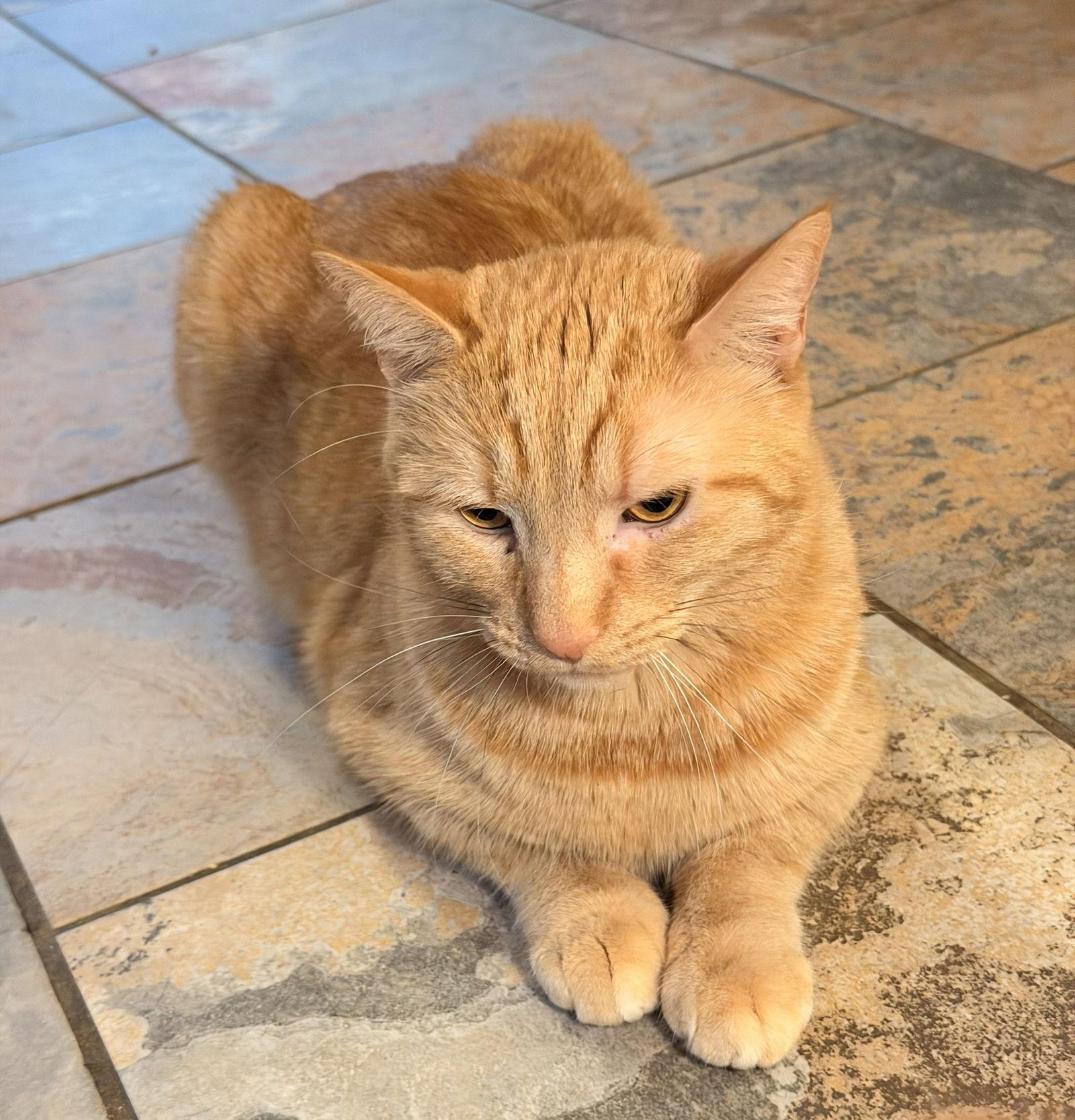FLAME, Adopted, Young Male Tabby.