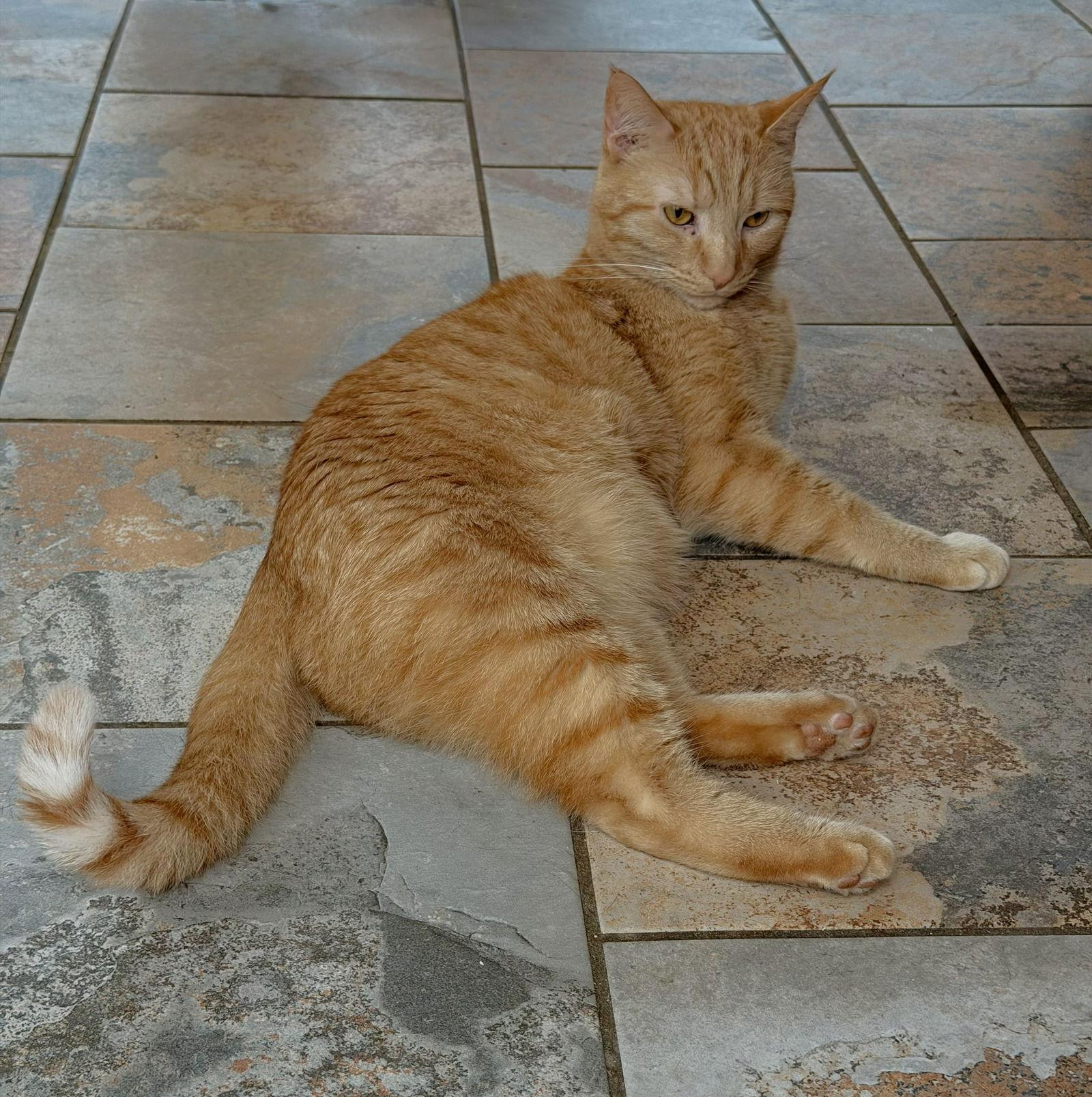 Enlarge FLAME, a Adopted Tabby in Capshaw, AL image 2/2