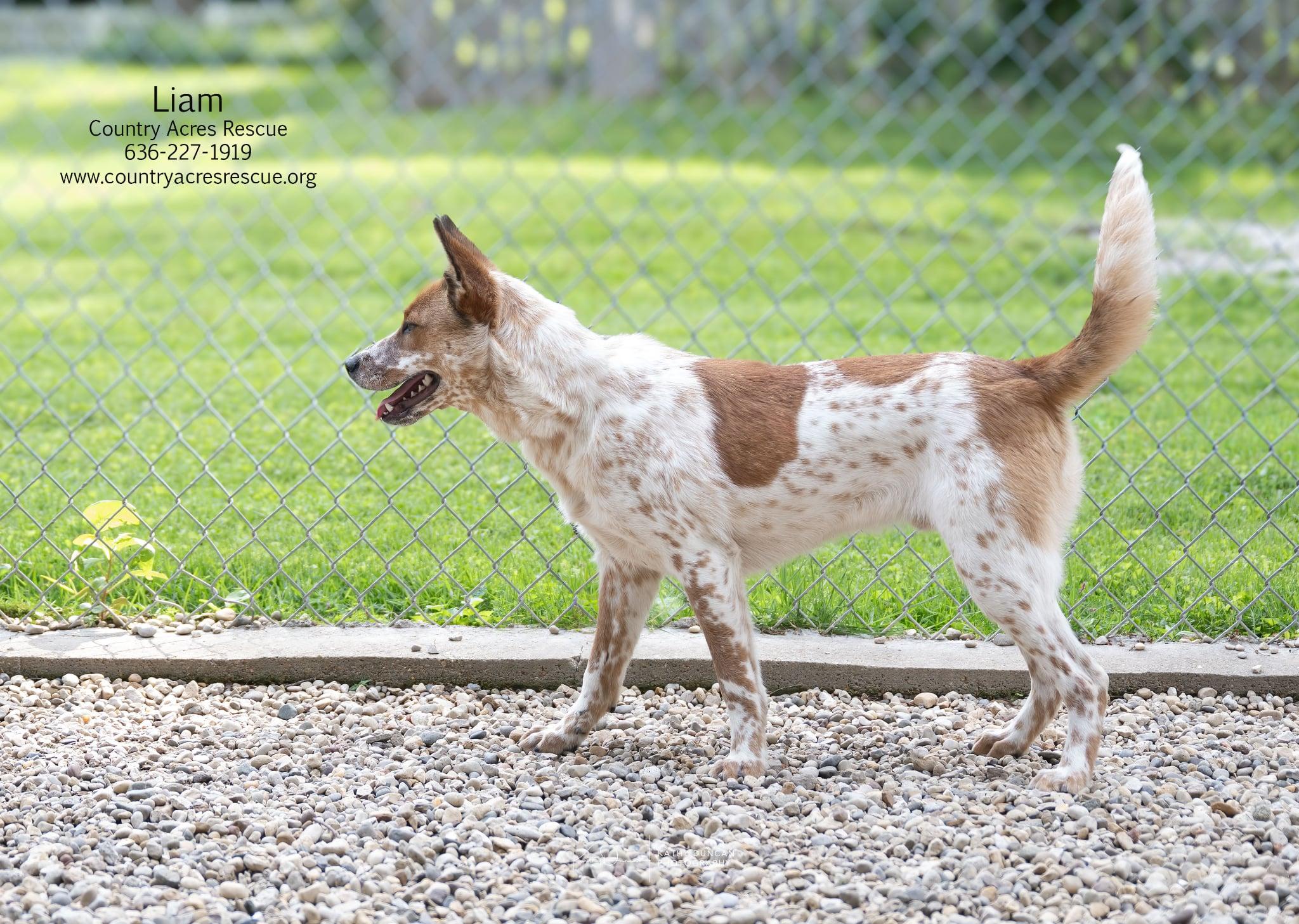 Liam, an adoptable mixed breed in Manchester, MO image 3/6