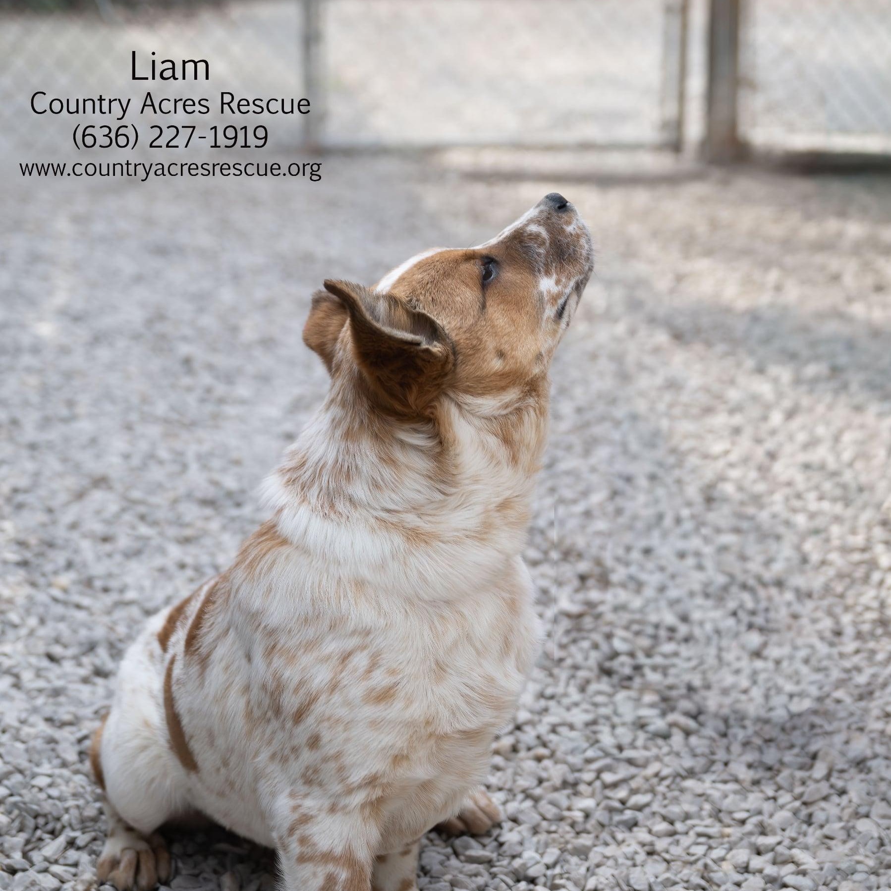 Enlarge Liam, a ADOPTABLE mixed breed in Manchester, MO image 2/3