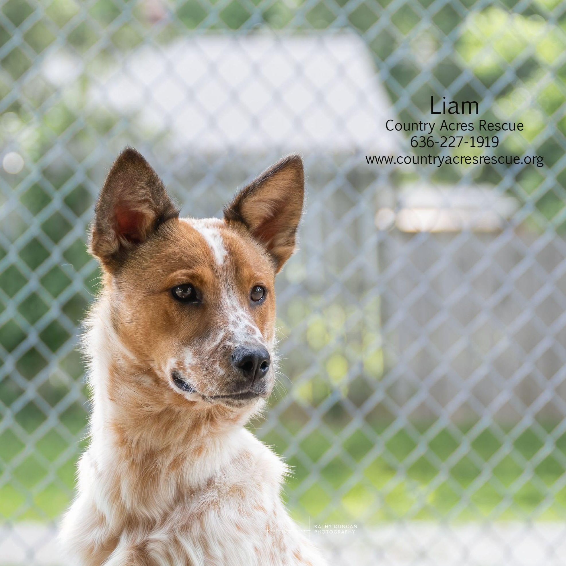 Liam, an adoptable mixed breed in Manchester, MO image 4/6