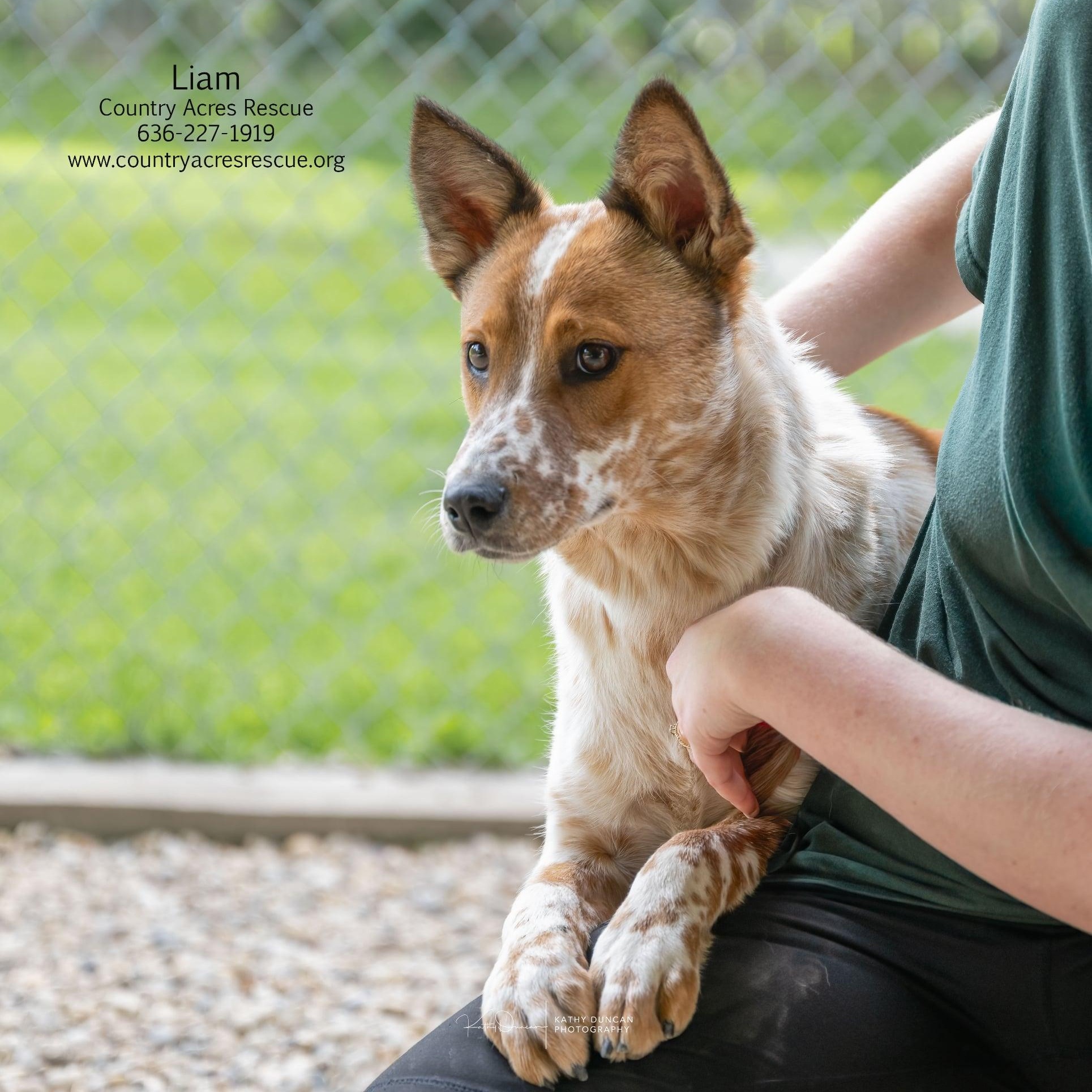 Liam, an adoptable mixed breed in Manchester, MO image 6/6