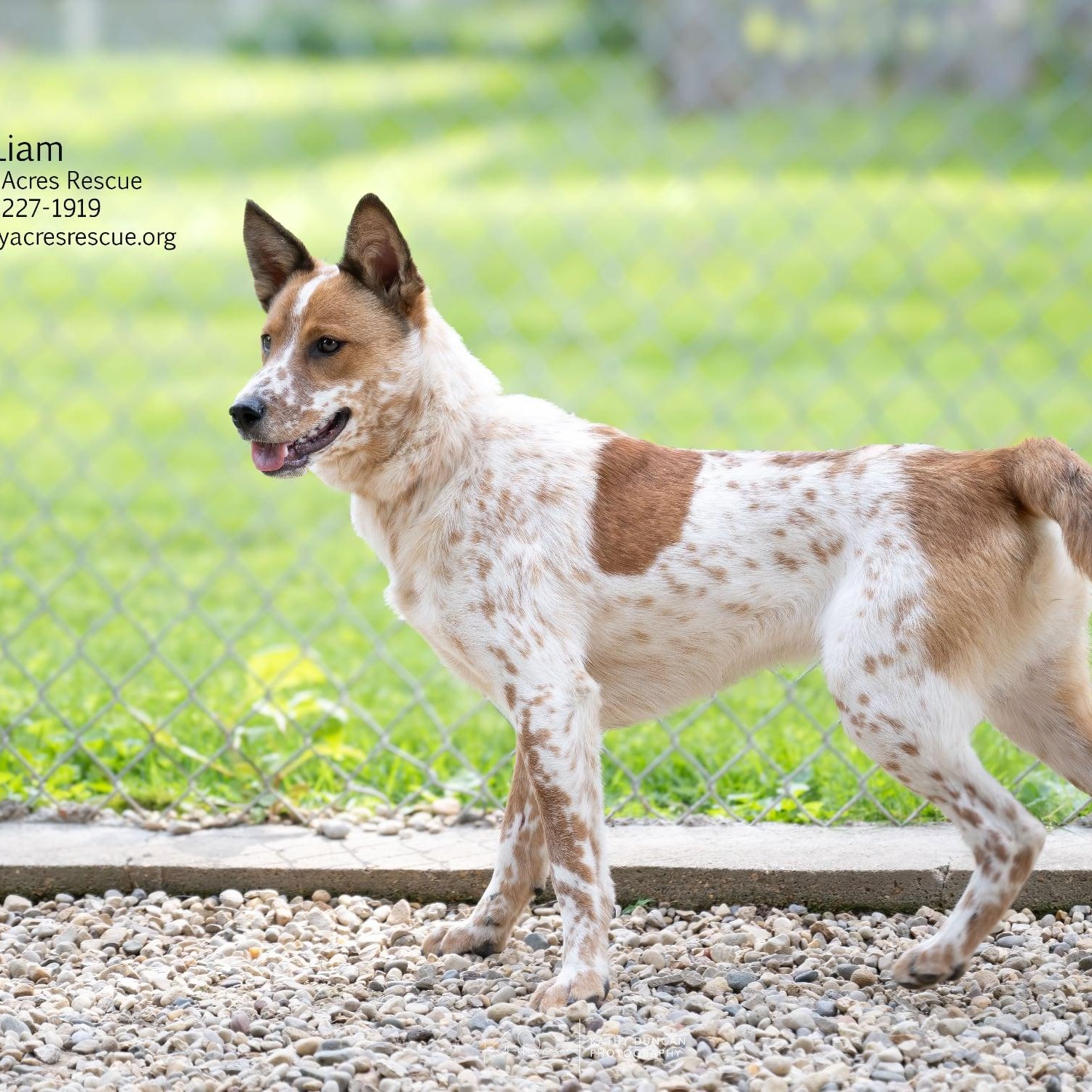 Liam, an adoptable mixed breed in Manchester, MO image 2/6
